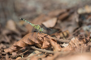 Dragonfly