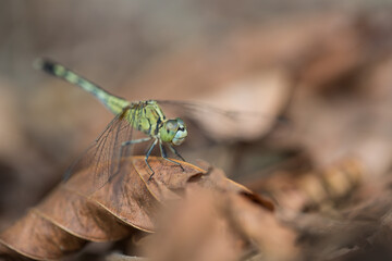 Dragonfly
