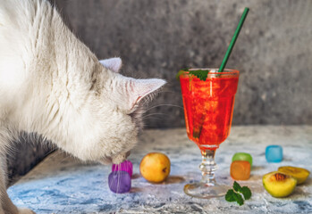 White cat examines objects on the table with interest, an orange drink in a high glass