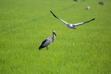 Birds and fields