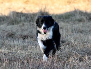 Border Collie Dog Running on Farm