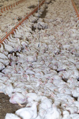 chicken chicks at a poultry farm, close up