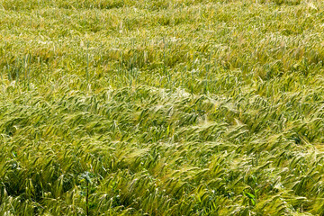 ripening rye changes color to yellow