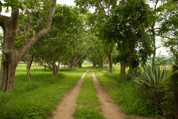 Fototapeta na wymiar Farm Road lined with trees