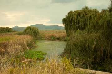 Wetlands river and willow trees