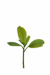 Fototapeta na wymiar Growth, close up of small plant growing up from soil isolated on white background.