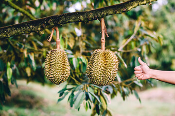 Gardener are choosing durian, to harvest the good product exported to foreign countries, gardener...