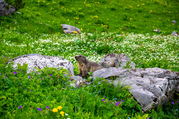 marmot in the mountains