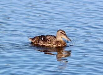 duck on the water