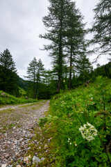 Fototapeta na wymiar path in the forest (Vorarlberg, Austria)
