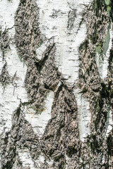 Birch bark texture close up. Background from the bark of the birch