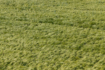 rye field with green unripe rye spikelets