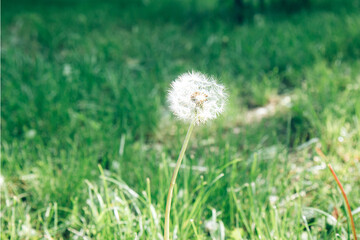 One fluffy dandelion flower on a green spring field. Green natural background