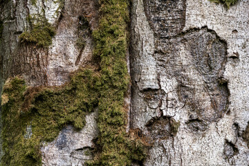 Close up of a grey tree trunk with moss, use as a natural backdrop