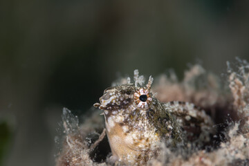 Close Photo of Goby Fish 