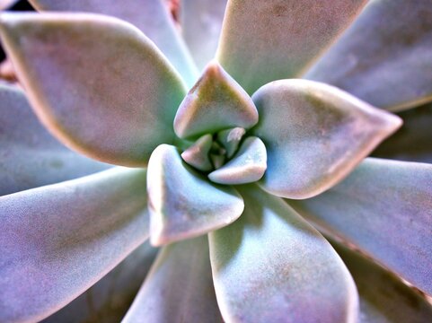 Closeup succulent plants with water drops ,Ghost Graptopetalum paraguayense cactus desert plants and blurred background ,macro image, sweet color for card design ,soft selective focus ,green leaf