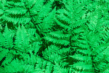 Green fern in the forest, close-up top view