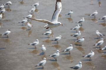 Seagulls flying high with wide spread wings towards