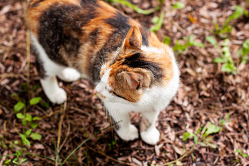 Playful cute cat of red white orange and black colors posing on the ground. Pet outdoor close up concept with copy space