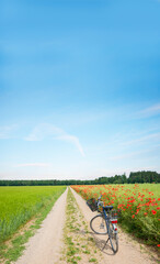 bike on the field lane between poppy and grain fields, blue sky with lots of copy space