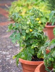 Fototapeta na wymiar A young green and yellow cherry tomato plant in a pot in the garden