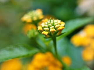 yellow flower lantana camara with green leaves ,water drops on petals and blurred background ,tropical plants , macro image ,copy space ,delicate  beauty of nature ,spring flowers blooming 