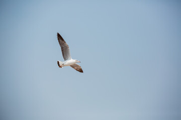 Seagulls flying high with wide spread wings towards