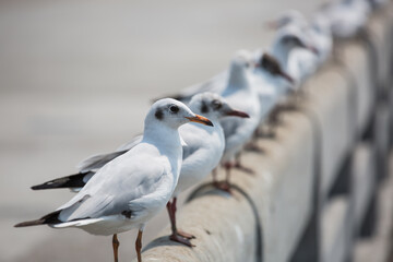 Seagulls stand on Concrete bridge