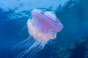 Jelly Fish