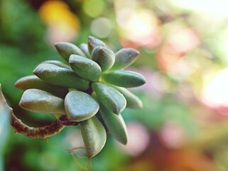 Closeup succulent plants with soft selective focus ,Ghost Graptopetalum paraguayense cactus desert...