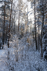 snow covers the ground and trees, plant in winter