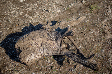 old dry wooden driftwood on the shore