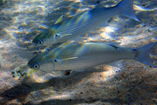 School of important commercial fish - gray mullet, scientific name is Mugil cephalus. The fishes inhabit shallow waters of the Black, Red and Mediterranean seas, widely distributed in Middle East