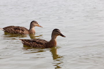 wild waterfowl ducks in nature, ducks in their natural habitat