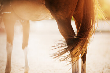 A beautiful sorrel horse with a long tail stands in the arena, illuminated by sunlight on a summer...
