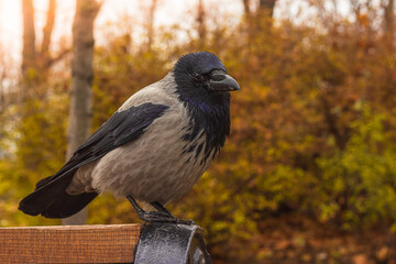 pigeon on the ground