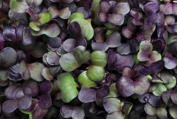 Full frame top view closeup of isolated natural fresh radish sprouts leaves