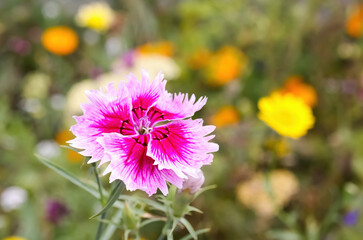 Obraz premium Macro close up of pink purple blossom (dianthus barbatus sweet william) in wild flower field (focus on lower petals)