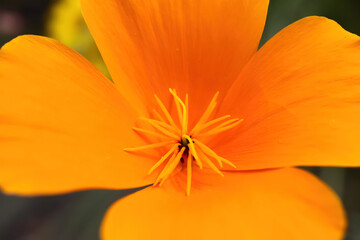 Macro closeup of isolated bright orange color poppy blossom (eschscholzia californica) in wild flower meadow in summer