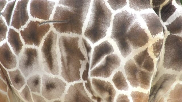 giraffe skin close-up