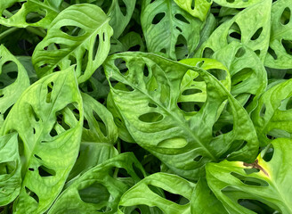 Top view closeup of isolated green leaves (monstera obliqua leichlinii) with natural perforations © Ralf