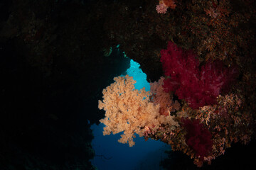 Naklejka na ściany i meble Wide Angle Photo of Reef