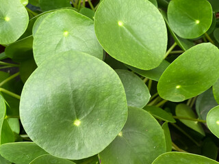 Top view closeup of isolated green circular shape plant leaves (pilea peperomioides, focus on left...