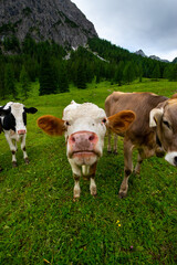 Fototapeta na wymiar cows on a meadow (Vorarlberg, Austria)