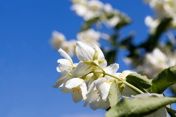 white jasmine blooming in the summer