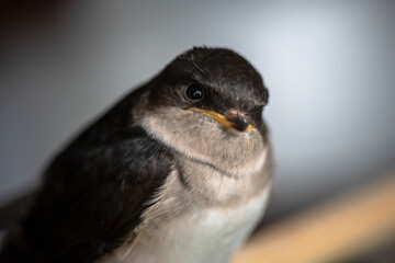 Little swallow sitting on balkony, keeping birds in captivity