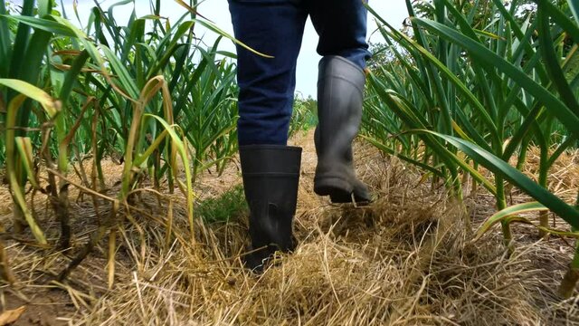 A man walking down a row of onions and garlic on a market garden farm