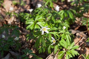 the first white forest flowers in the spring