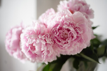 A bouquet of pink peonies in the apartment, top view. Flower frame. A frame made of flowers. Color texture