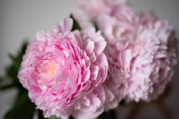 A bouquet of pink peonies in the apartment, top view. Flower frame. A frame made of flowers. Color texture